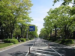 柏の葉公園通り