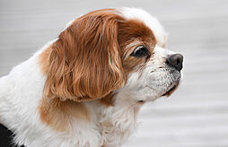 合同会社はなの菜D＆C