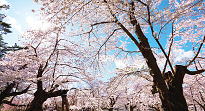 弘前公園桜並木（下白銀町広場前） 約780m(徒歩10分)