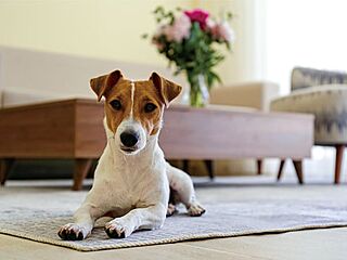 レーベン川越南大塚GENIX ペット可マンション