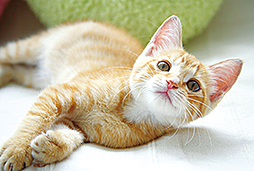 レーベン八乙女中央project 設備