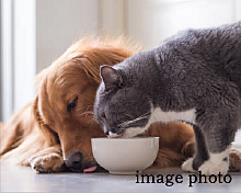 ヴェレーナ中浦和 犬・猫 3匹まで飼育可能