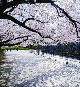 舞鶴公園 約220m