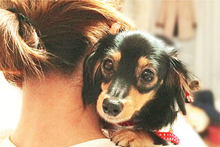 クレストラフィーネ新川崎 ペット飼育可能マンション