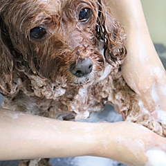 ワコーレ芦屋宮塚町 薫風の邸 設備