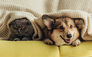 アルファステイツ博多サウス ペット飼育可能