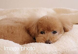 ロイヤルガーデン倉敷駅東 ペット対応マンション