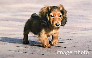 ローレルコート赤池 ペット足洗い場