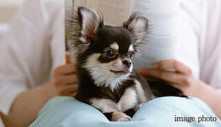 ローレルコート泉ザ・ハウス ペット足洗い場