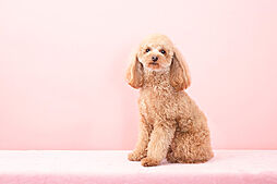 ライオンズタワー新大工町 設備