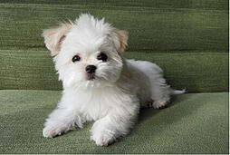 ブランズ横浜いずみ野 設備