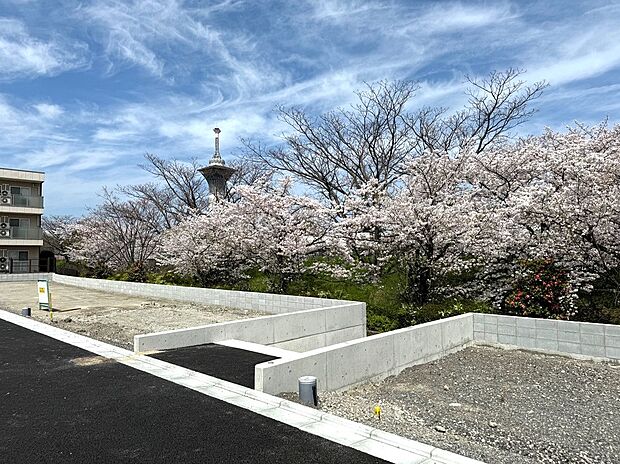 現地写真　この時期は桜が満開です。