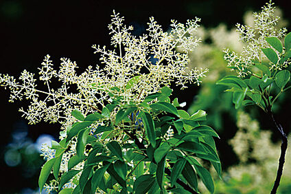 【彩りをもたらす植栽計画】