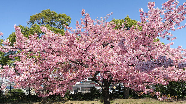 舎人公園（約1,100m）