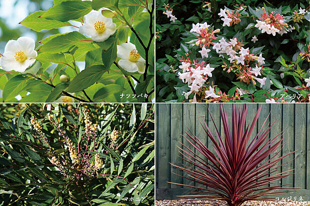 【植栽計画】可憐なアベリアや新緑の美しいナツツバキ、常緑のマホニアが季節を通して彩りを添える植栽計画。コルジリネとルナモンテがデザインのポイントとなり、ナチュラルであたたかみのある印象を演出します。