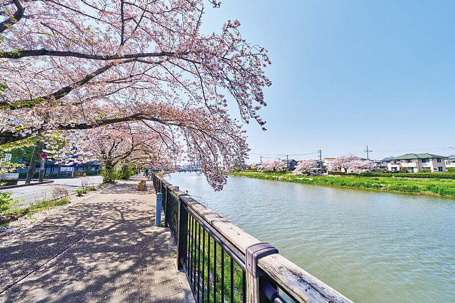 春には桜並木が美しい古利根川(現地より徒歩13分)