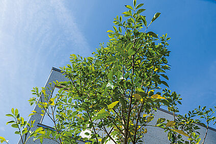 【植栽計画】