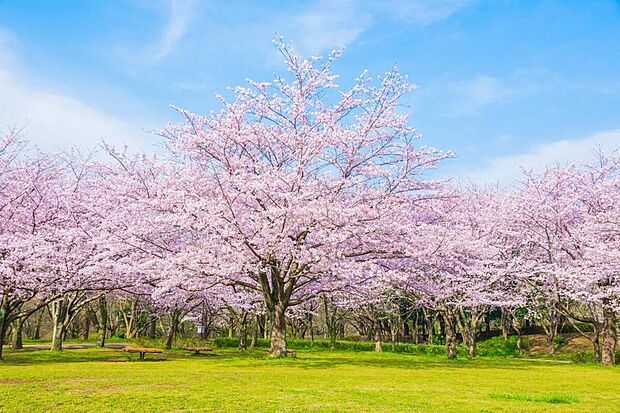 青葉の森公園（約808m）