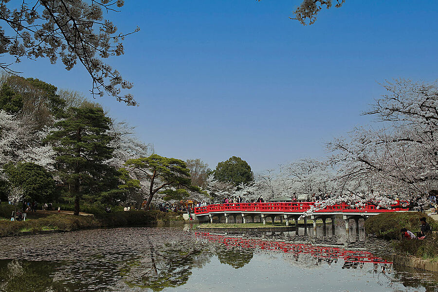 約600本の桜が咲く、県内有数の桜の名所。
