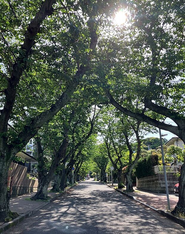 前面道路には桜の木が植えられており、春になると桜のトンネルが出来上がります。