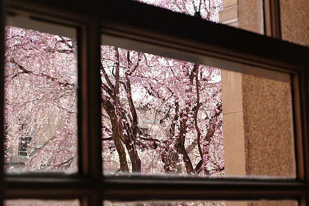 【【桜の借景】】窓の外に遮るものが少なく、陽光を豊かに採り込める2階リビング。歩行者からの視線は届きにくいのでプライバシーも守られ、安心してくつろげます。リビングの窓から、斜め向かいの六月中学校の桜を眺められ、家の中