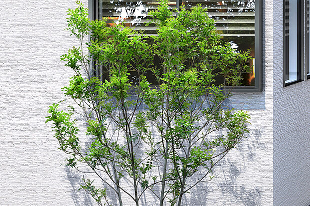 【【街を彩る植栽たち】】緑鮮やかな常緑樹のシマトネリコをはじめ、様々な木々や花たちが四季折々に街を瑞々しく飾ります。また、建物周囲の砂利部には防草シートを採用しています。