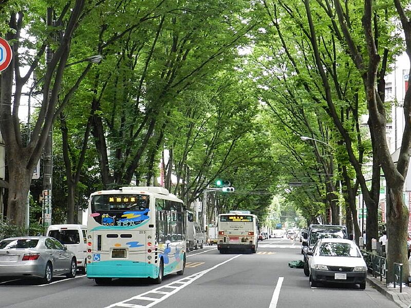 四季折々の表情が楽しめる阿佐ヶ谷の「中杉通りのケヤキ並木」