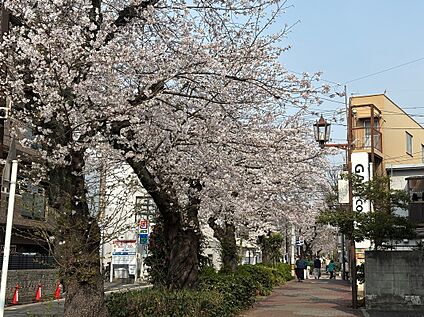 桜の季節