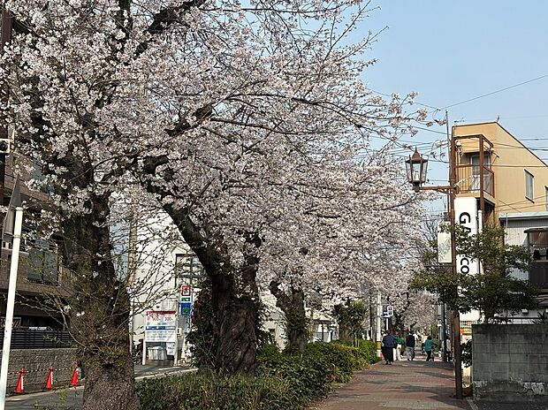 【桜の季節】分譲地近くの「すいどう道緑道」