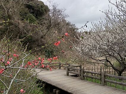 鎌倉中央公園 1200ｍ