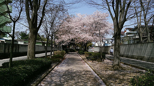 いずみ緑道（約80m）