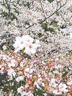 嵐山東公園周辺 160ｍ
