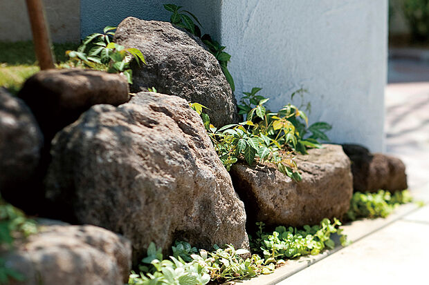 【ロックガーデン】