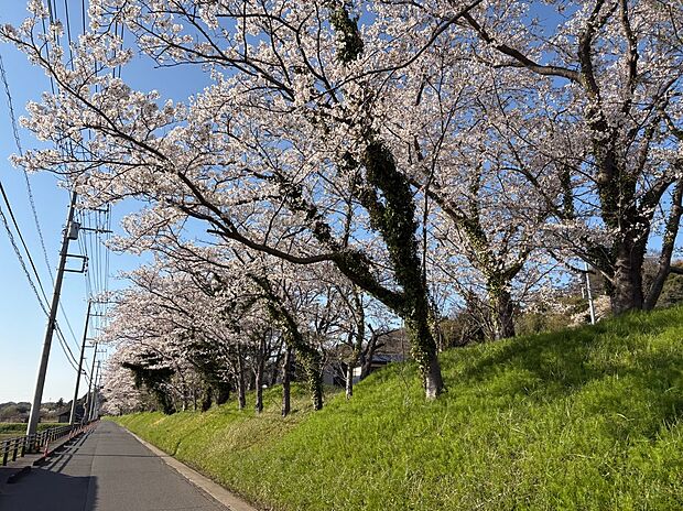 【隣接地写真】【隣接する土手の桜】
物件に隣接する土手には、春になると見事な桜が咲き誇ります。
敷地にいながら美しい四季の景観を楽しめる、緑豊かで贅沢なロケーションです。
（2026年3月撮影）