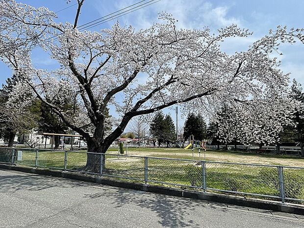 徒歩3分の大きな桜の木があるやどり木公園。屋根付きベンチがあり日差しを避けながらのんびり過ごせます。