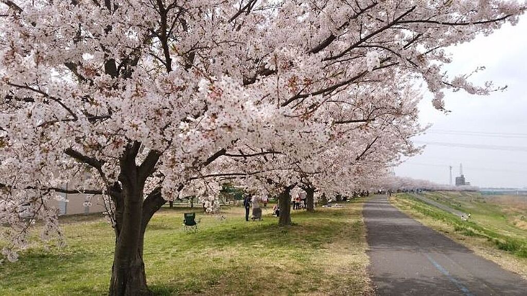 休日はのんびり過ごそう！稲城緑地公園はこれから桜が満開です。