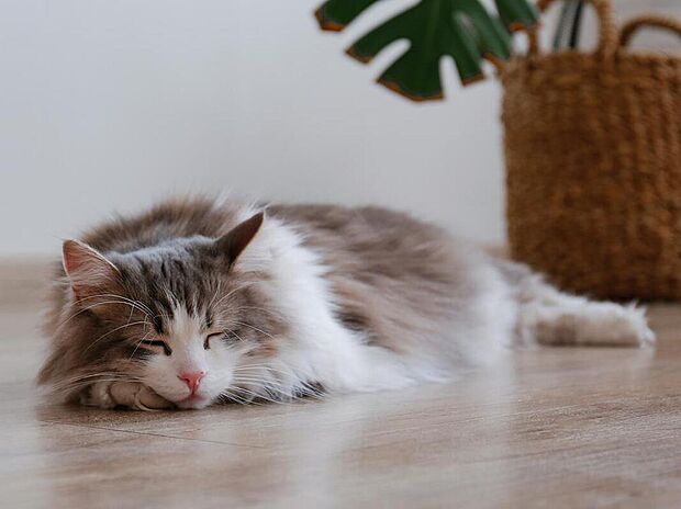 【【ガス温水床暖房】】乾燥しにくくお肌に優しい床暖房。8時間連続使用で光熱費は約184円。春先や秋口など少し肌寒い季節にピッタリの「セーブモード」も搭載。一年中快適温度でお過ごしください。