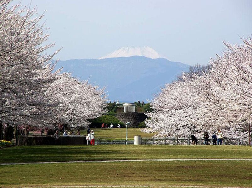 【レジャー】都立桜ヶ丘公園