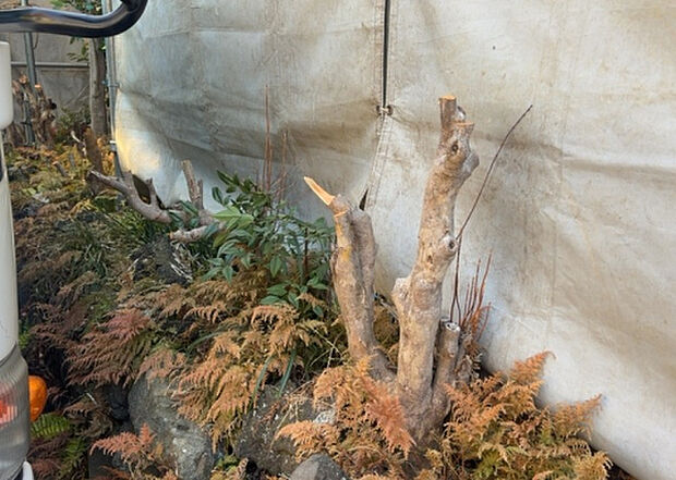 家族でのBBQを行うのであれば3坪程度の広さがあればよいでしょう。ガーデニングや家庭菜園を楽しむ際は、手入れが行き届く範囲にすると安心です。また、庭のある方角や接道が気になる方は事前に確認しましょう。