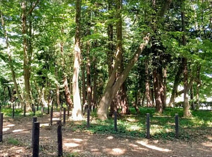 古淵鵜野森公園 1884m(徒歩24分)