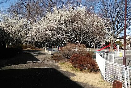 本村公園 550ｍ