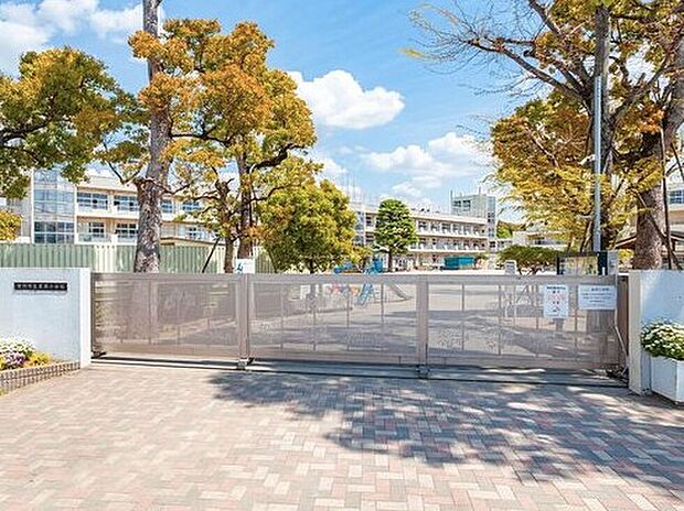 市川市立真間小学校（約400m）