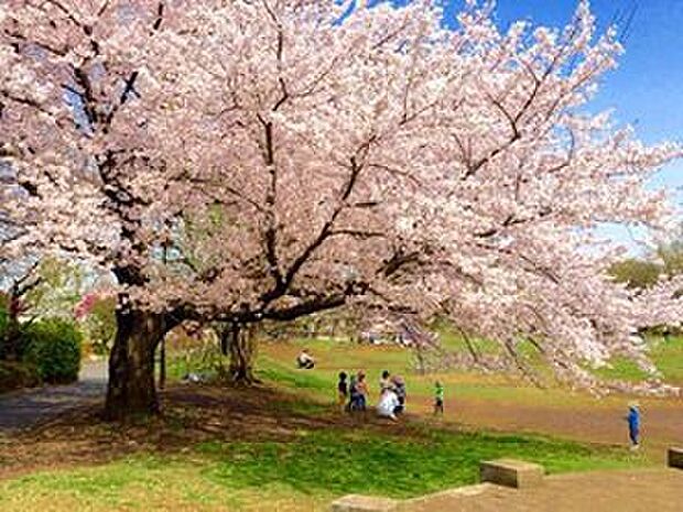 練馬区立野公園（約920m）