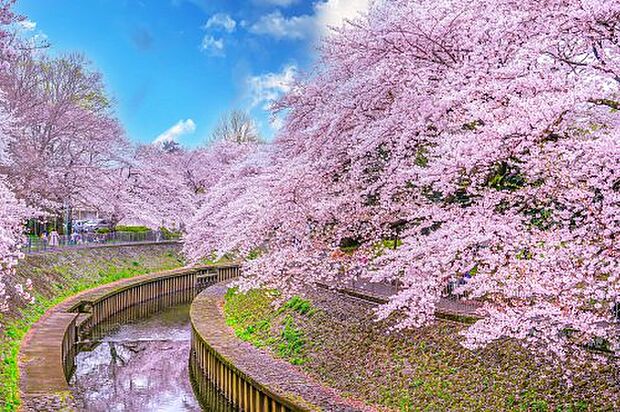 善福寺川緑地