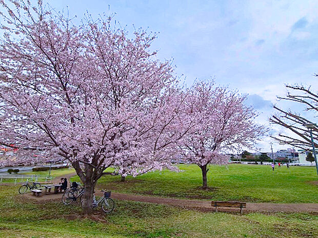 新木戸大銀杏公園（約1,200m）