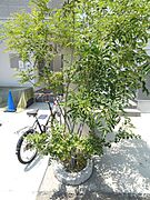 植栽