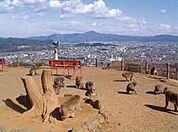 嵐山モンキーパークいわたやま 878m