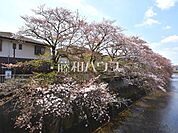 石神井川沿い桜並木(桜台) (230m)