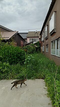 裏庭