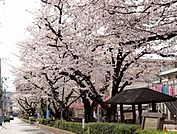 桜並木公園　160m